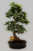 Bonsai  Ficus Microcarpa