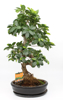 Bonsai  Ficus Microcarpa