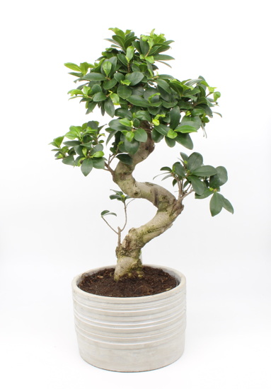 Bonsai  Ficus
