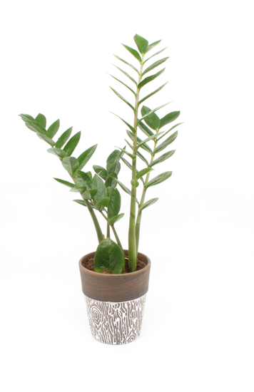Zamia