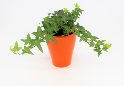 Bild von Bršljan (Hedera)