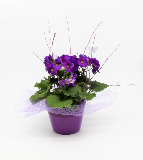 Aranžiran Primula Obconica (nežika)2