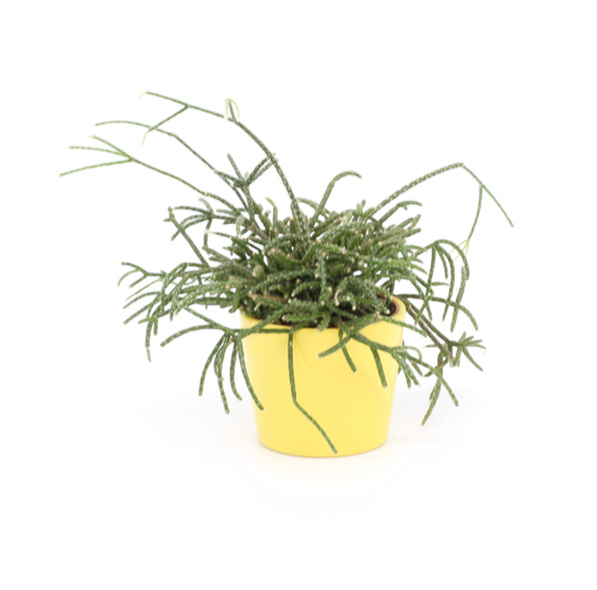Rhipsalis
