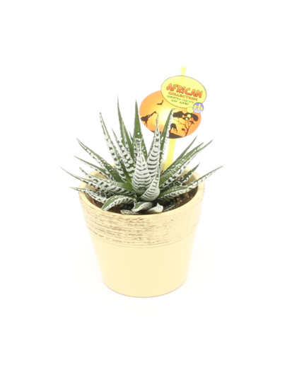 Haworthia