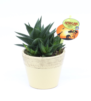 Slika Haworthia