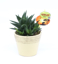 Slika Haworthia