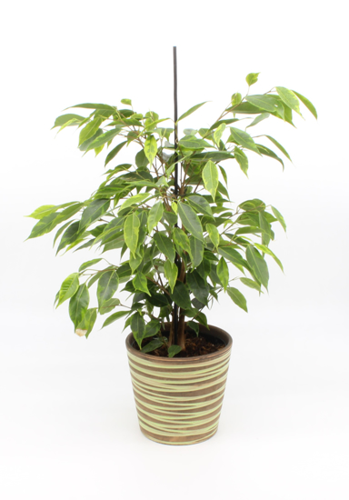 Ficus Benjamin pisanolistni