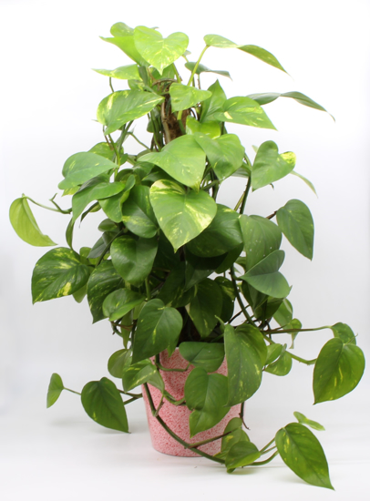 Scindapsus