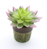 Sempervivum barvan