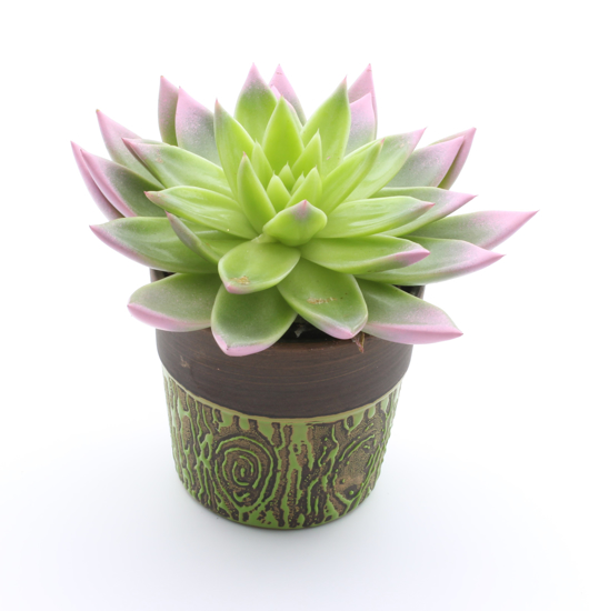 Sempervivum barvan
