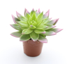 Sempervivum barvan