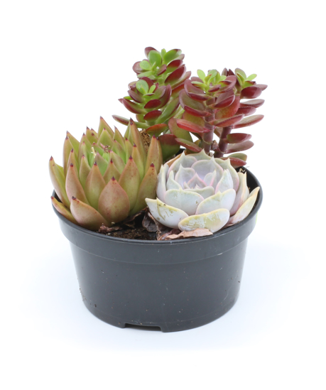 Sempervivum nasad